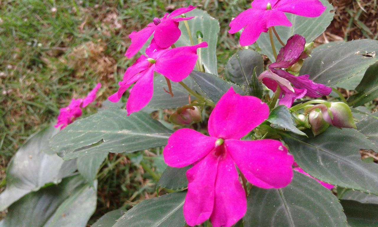 Pousada Aguas Da Mata Brejetuba エクステリア 写真