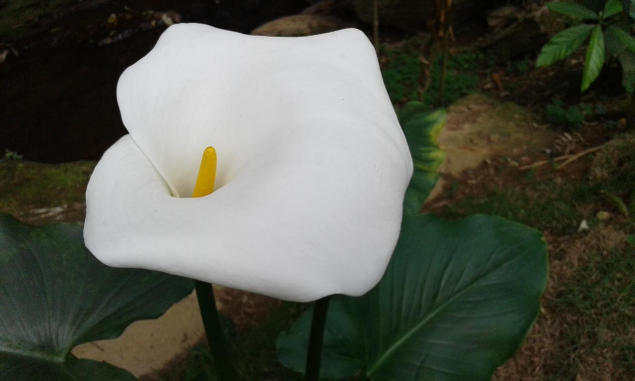 Pousada Aguas Da Mata Brejetuba エクステリア 写真
